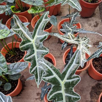 Alocasia Nobilis - Orelha-de-elefante