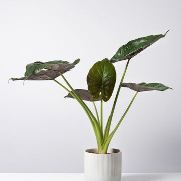 Alocasia Williams hybrid