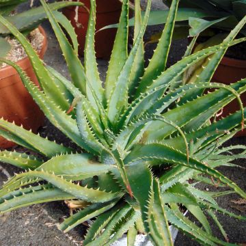 Aloe × spinosissima