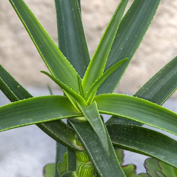 Aloe striatula ArticJungle