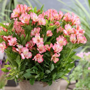 Alstroeméria Pitchounes Charlotte - Lírio-dos-incas