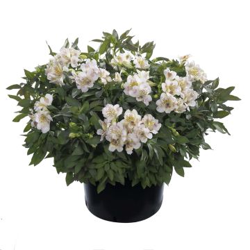 Alstroeméria Summer Paradise Time Valley