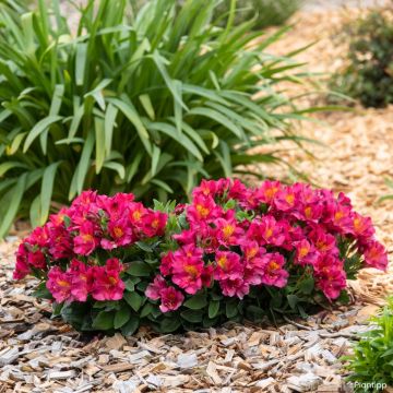 Alstroeméria Incalys Cherry