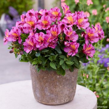Alstroeméria Incalys Purple