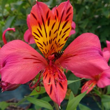 Alstroeméria Majestic Marcé