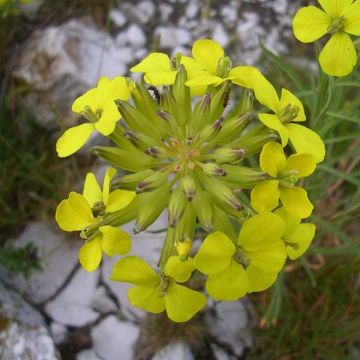 Alyssum montanum Berggold