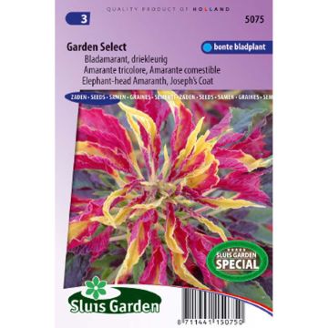 Amaranthus tricolor Garden Select em sementes
