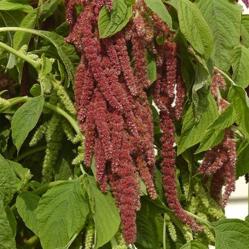 Amaranthus caudatus Coral Fountain em sementes