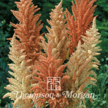 Amaranthus paniculatus Autumn Palette em sementes