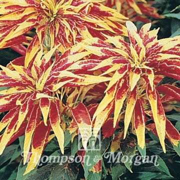 Amaranthus tricolor Josephs Coat em sementes