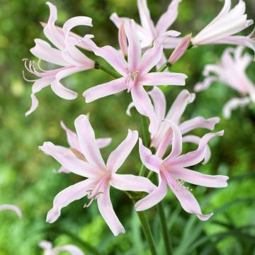 Amarine Belladiva Emmanuelle