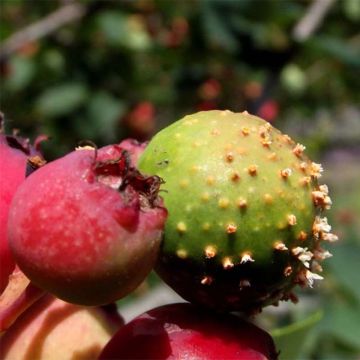 Amelanchier alnifolia Thiessen