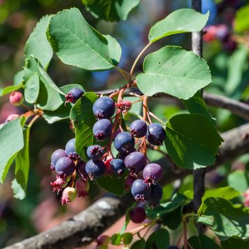 Amelanchier alnifolia GreatBerry Farm - Amora-de-saskatoon