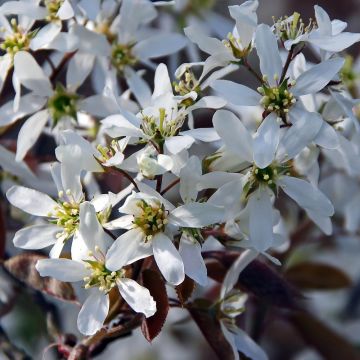 Amelanchier canadensis