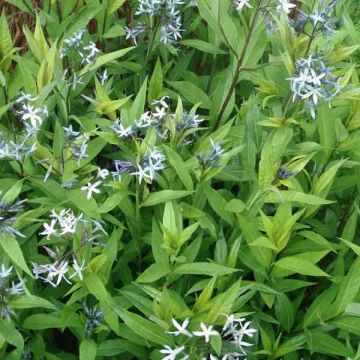 Amsonia tabernaemontana var. salicifolia