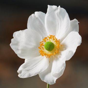 Anémona-do-japão Slot der Nisse - Anemone × hybrida