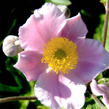 Anémona-do-japão Septemberglanz - Anemone tomentosa