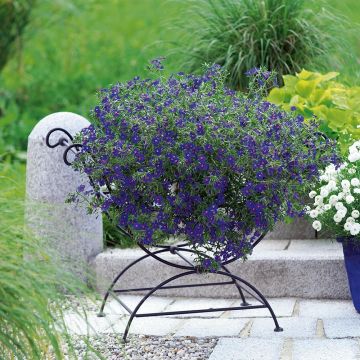 Anagallis monelli subsp. linifolia Skylover em minimottes