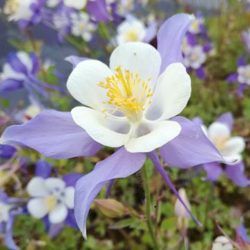 Aquilégia coerulea