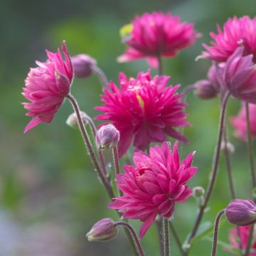 Aquilégia vulgaris Clementine Red Aquilégia vulgaris Clementine Red