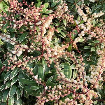 Pieris japonica Little Goldy