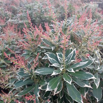 Pieris japonica Polar Passion