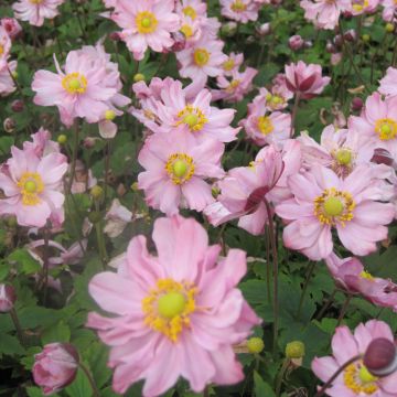 Anémona-do-japão Fantasy Pocahontas - Anemone hupehensis var. japonica