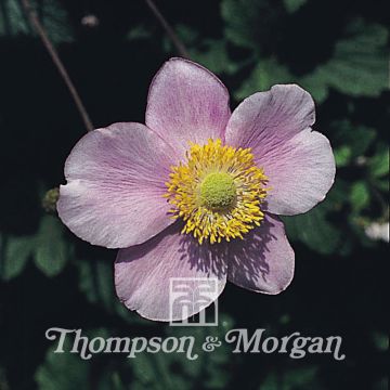 Anemone Japonica Mixed em sementes