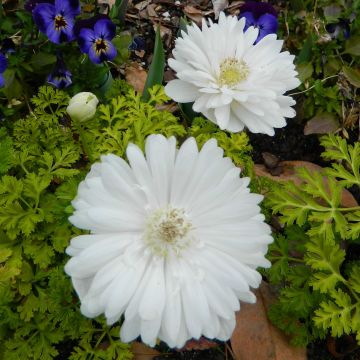 Anemone coronaria Mount Everest