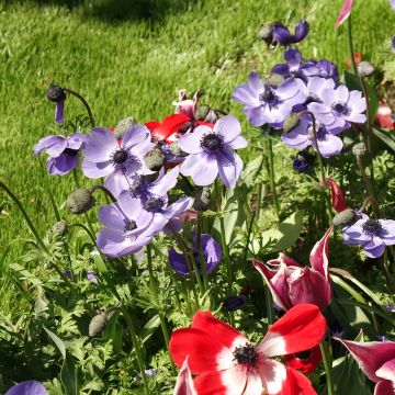 Anemone coronaria Mr Fokker
