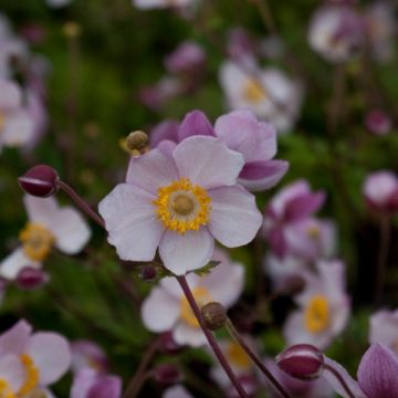 Anémona-do-japão Hadspen Abundance - Anemone × hybrida