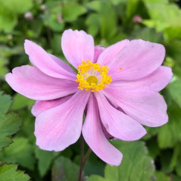 Anémona-do-japão Pamina - Anemone hupehensis var. japonica