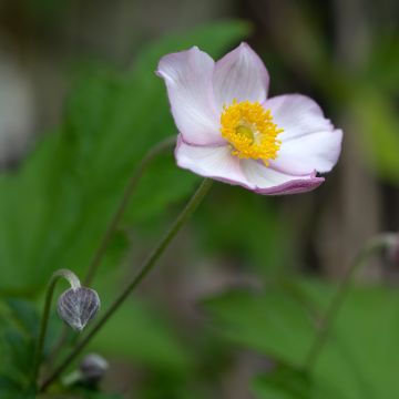 Anémona-do-japão Hadspen Abundance - Anemone × hybrida Anémona-do-japão Hadspen Abundance - Anemone × hybrida