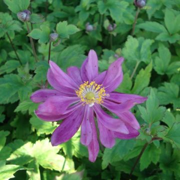 Anémona-do-japão Bressingham Glow - Anemone × hybrida
