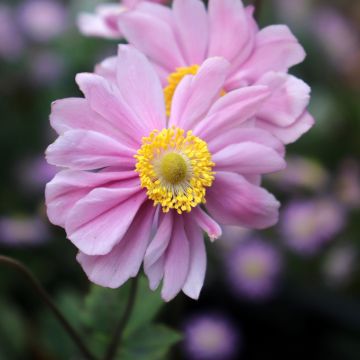 Anémona-do-japão Serenade - Anemone × hybrida