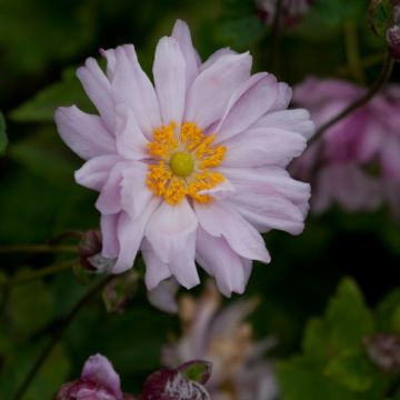 Anémona-do-japão Mont Rose - Anemone × hybrida