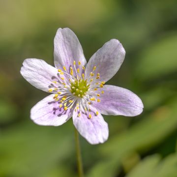 Anemone nemorosa Marie