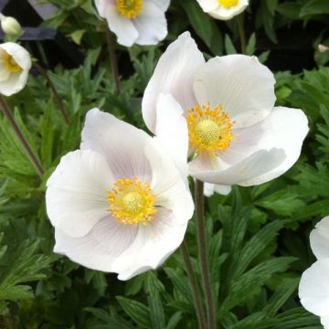 Anemone sylvestris - Anémona-silvestre