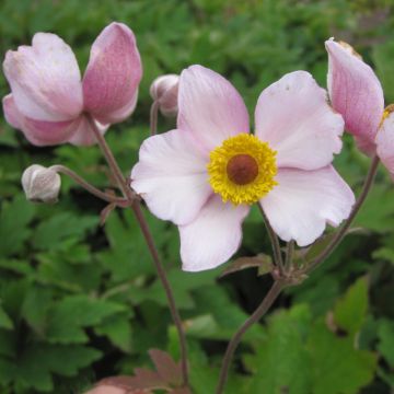 Anémona-do-japão Albadura - Anemone tomentosa