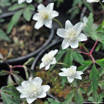 Anemone nemorosa Vestal