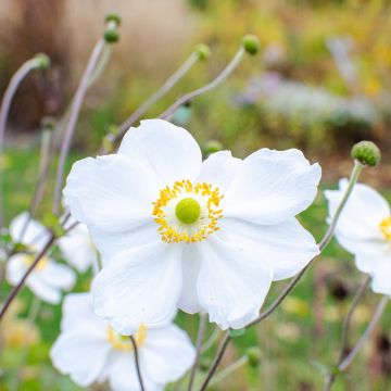 Anémona-do-japão Whirlwind - Anemone × hybrida