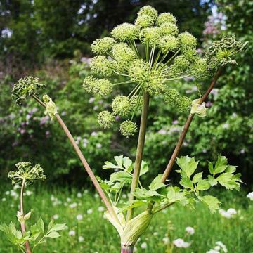 Angelica archangelica