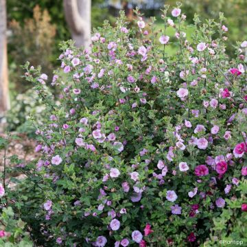 Anisodontea Cotton Candy Pink - Malva-do-cabo
