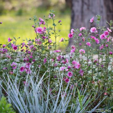 Anisodontea Carnival Lights Celebration - Malva-do-cabo