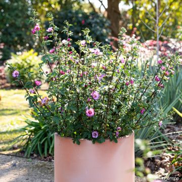 Anisodontea Carnival Lights Gala - Malva-do-cabo