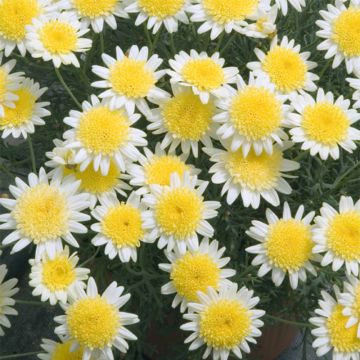 Argyranthemum Daisy Crazy Sole Mio