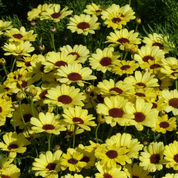 Argyranthemum Grandaisy Gold