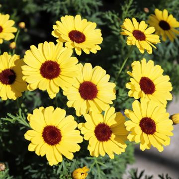Argyranthemum Grandaisy Gold Argyranthemum Grandaisy Gold