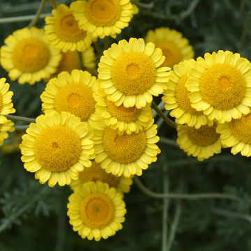 Anthemis sancti