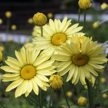 Anthemis tinctoria Wargrave Variety
